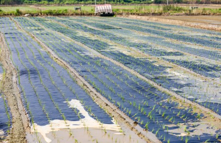 浙江杭州瓶窯鎮(zhèn)：率先試點可降解膜種植有機水稻技術