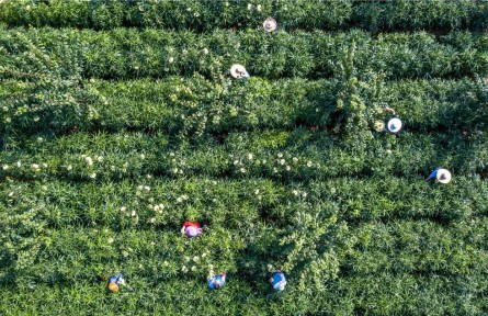 貴州黔西：中藥材種植護(hù)生態(tài)、助增收