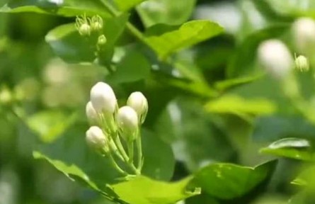 豐收中國·福建永泰：有機綠色種植 茉莉花畝產(chǎn)逐年提高