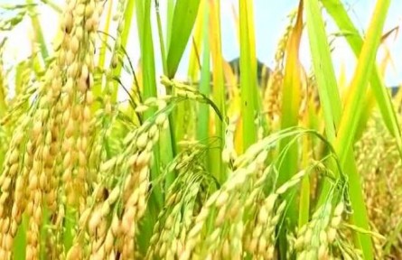 豐收中國·云南廣南：“八寶米”喜獲豐收 標(biāo)準(zhǔn)化生產(chǎn)帶動增收