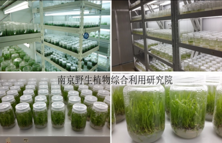 南京野生植物研究所特色經(jīng)濟植物的組培快繁技術（工廠化育苗技術）