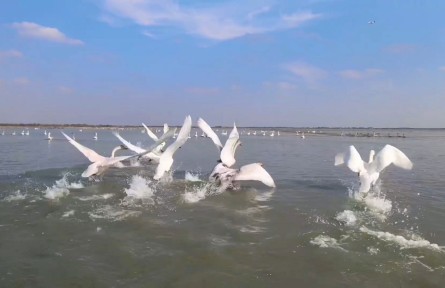 陜西榆林：碧水黃沙 鷗鳥翔集