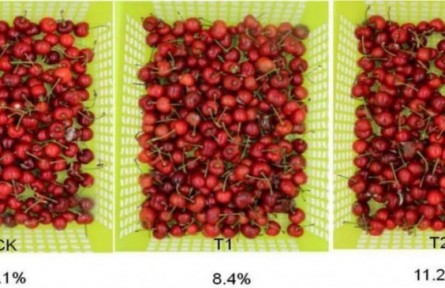 7、成果名稱：櫻桃采后流通保鮮技術(shù)