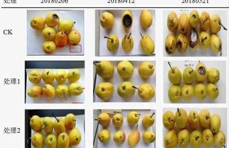 3、成果名稱：梨貯運(yùn)品質(zhì)質(zhì)量控制關(guān)鍵技術(shù)