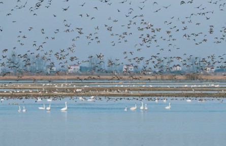 湖北漢川：汈汊湖國(guó)家濕地公園迎來(lái)近5萬(wàn)只越冬候鳥(niǎo)