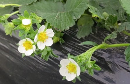 草莓開花期養(yǎng)護要點