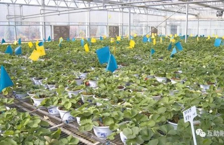 青?；ブ焊咴葺N植帶動(dòng)農(nóng)民增收致富