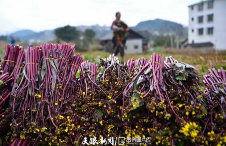 貴州松桃：紅菜薹豐收上市