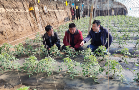 遼寧省農(nóng)業(yè)科學(xué)院科技共建蔬菜團(tuán)隊到鐵嶺、撫順開展技術(shù)服務(wù)