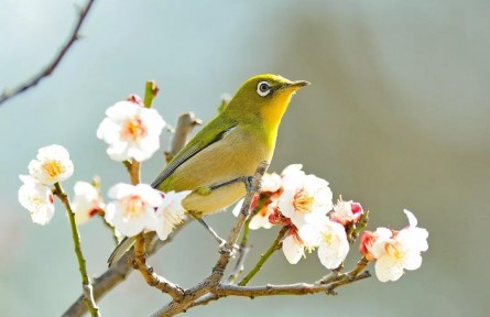 春分：燕子來時(shí)，陌上花開