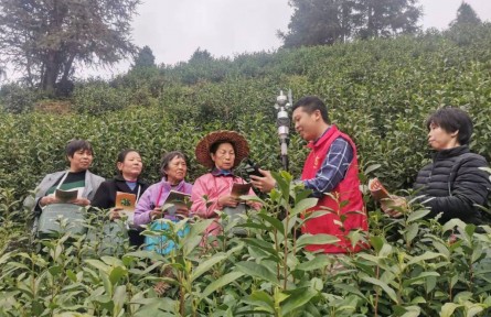 江西資溪：氣象服務(wù)進(jìn)茶園