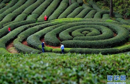 福建武夷山：生態(tài)茶園 靜待采摘