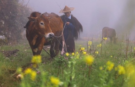 浙江金華磐安縣：大山深處春耕早