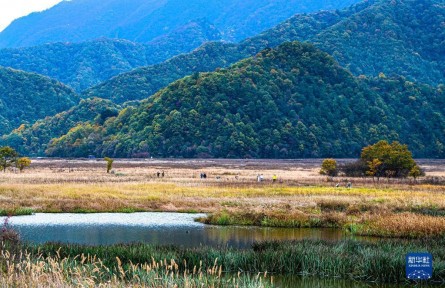 湖北神農(nóng)架：大九湖濕地