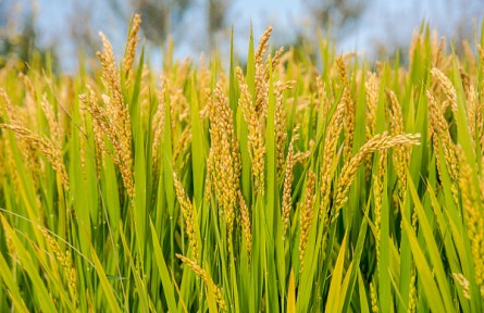 我國(guó)海水稻種植面積突破百萬(wàn)畝 袁隆平院士的夙愿正一步步成為現(xiàn)實(shí)