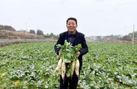 “菜園子”保供春節(jié)餐桌——湖南漣源蔬菜小鎮(zhèn)走訪見聞