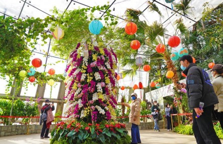 萬株蘭花慶佳節(jié)！國家植物園“元宵蘭花展”亮相