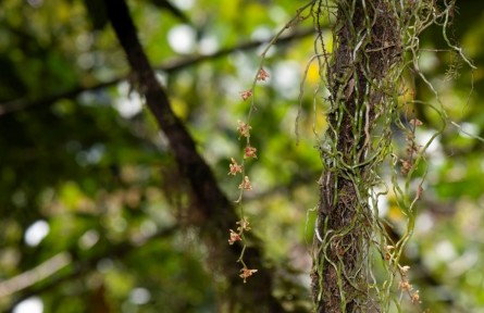 西藏新發(fā)現(xiàn)蘭科植物一新記錄種