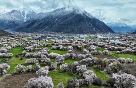 西藏波密：雪峰下桃樹開花 春意盎然