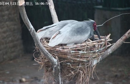 從陜西到山東，生活在黃河三角洲的朱鹮還好嗎？