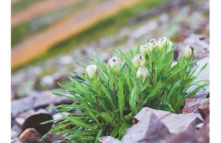 科普 | 冰天雪地，為何也有植物開(kāi)花？