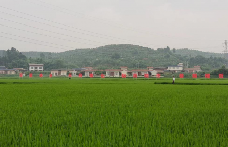 四川樂山夾江縣茶坊村：把準(zhǔn)產(chǎn)業(yè)方向 聚力搭建集體經(jīng)濟(jì)“紅色平臺”