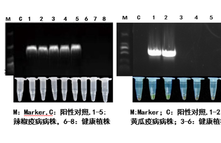 17.主要蔬菜卵菌病害關(guān)鍵防控技術(shù)研究與應(yīng)用