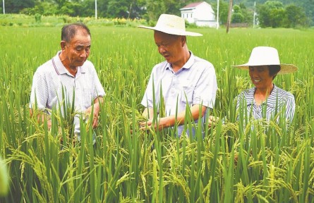 安徽：“蟲口奪糧” 打好秋糧保衛(wèi)戰(zhàn)