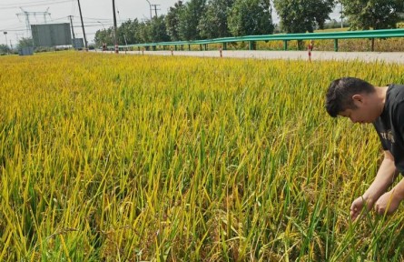 又是一年好“豐景” 稻花香里藏糧技