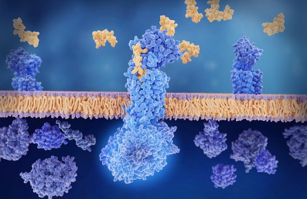 科技名詞|受體 receptor