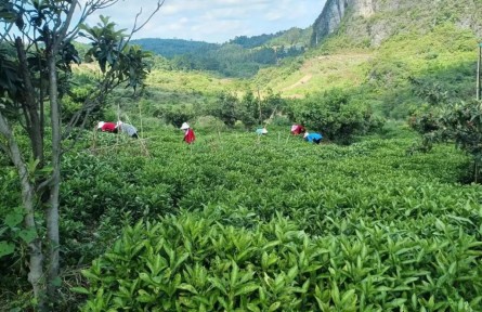 貴州黔南州荔波縣多舉措推進中藥材產(chǎn)業(yè)提質(zhì)增效