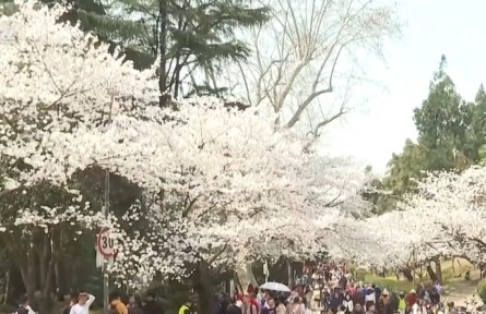 繁花結“金果” “賞花經濟”為經濟發(fā)展“增”色“添”香