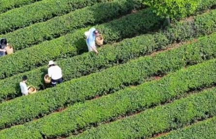 春意正濃茶飄香，湖南長沙望城烏山茶園搶“鮮”開采