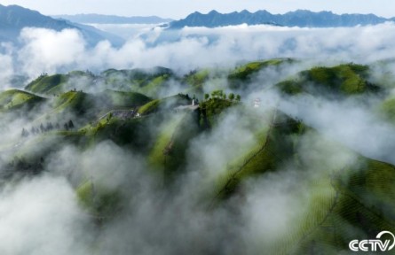 湖北恩施：萬畝有機(jī)茶園云蒸霧繞