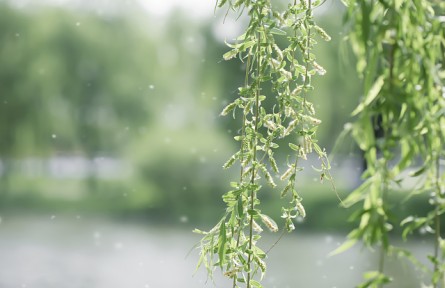 飛絮高發(fā)期如何遠離“飛絮煩惱”？這些誤區(qū)請注意