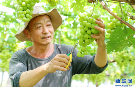 山東即墨：設(shè)施農(nóng)業(yè)賦能鄉(xiāng)村振興