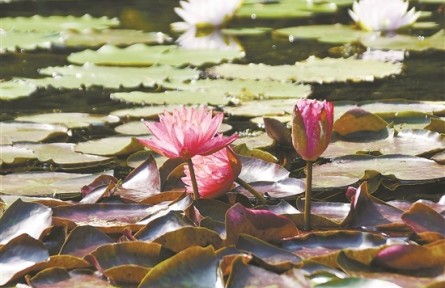 廣州云溪植物園開(kāi)園，走進(jìn)保育1320種植物的“珍稀世界”