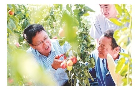 西北農林科技大學專家團隊在鹽堿地里種出好蔬菜