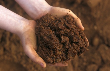 科技名詞|暗棕壤 dark brown forest soil，dark brown soil