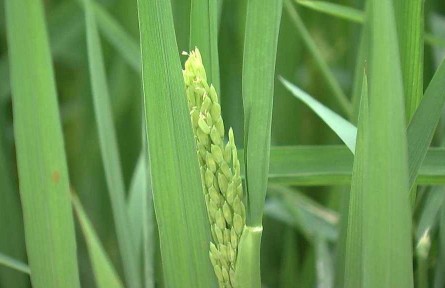 浙江嘉興：全力打造更高水平的高標(biāo)準農(nóng)田樣板