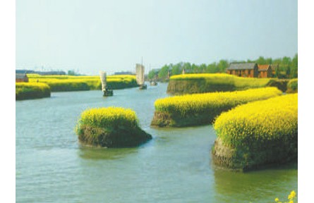 水上“長”旱田 田間“種”風景