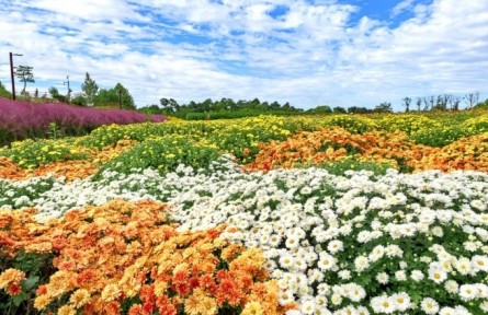 菊花，花中君子，可藥可食