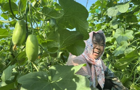 山東平度：鹽堿地長出“甜蜜果”