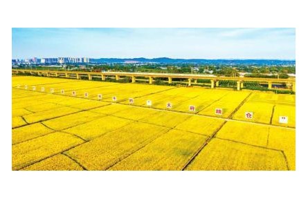 四川：加快建設(shè)更高水平的“天府糧倉(cāng)”