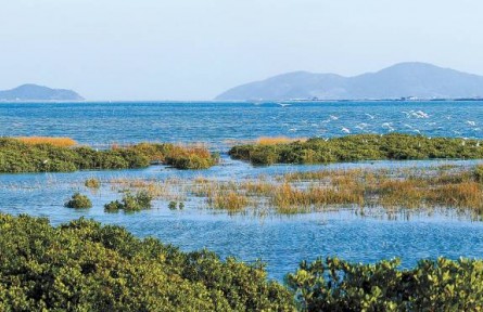 從退化到新生，福建傾力守護碧海綠洲